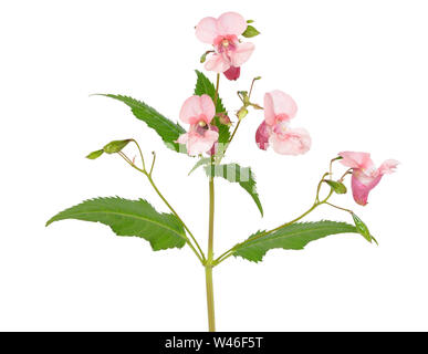 Impatiens glandulifera fleurs isolé sur fond blanc Banque D'Images