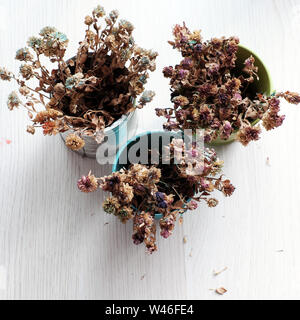 Vue de dessus Trois marguerites séchées pot de fleurs sur fond blanc au début de la matinée, un décor simple pour accueil Banque D'Images