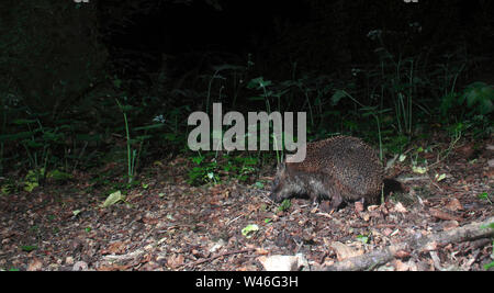 Hedgehog nourriture dans la nuit des bois. Banque D'Images