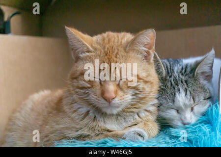 Stray Cats Cute dormir dans une boîte sur la rue Banque D'Images