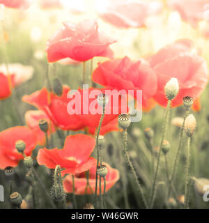 Abstract floral background dans le style vintage avec soft focus sélectif. Fleurs de pavot sauvage d'été sur le pré. Effet aquarelle Banque D'Images