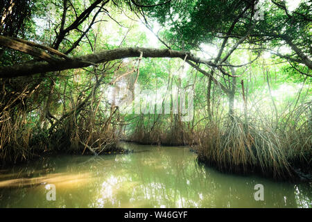 Paysage surréaliste et mystérieuse beauté de jungles tropicales avec river et la forêt de mangrove. Sri Lanka nature et les destinations de voyage Banque D'Images