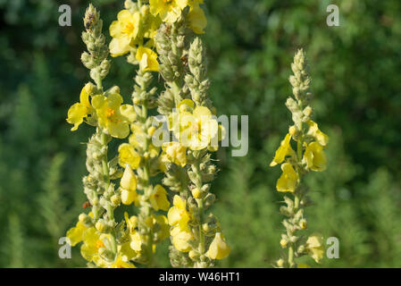 Verbascum lychnitis, Molène, usine de velours fleurs jaune libre Banque D'Images