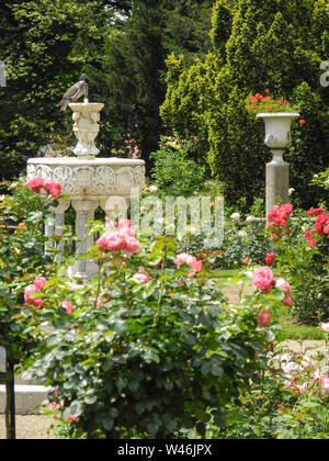 Rosa chinensis, red rose fleurs dans un jardin botanique en Pologne Banque D'Images