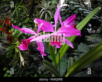 Orchidée Cattleya labiata fleurs dans un jardin botanique en Pologne Banque D'Images