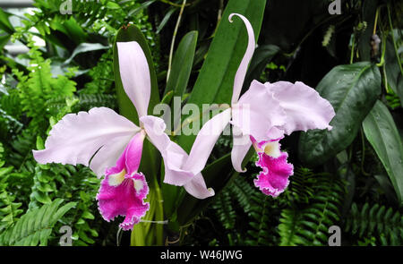 Orchidée Cattleya labiata fleurs dans un jardin botanique en Pologne Banque D'Images