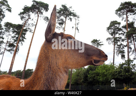 Vue de profil d'une femme waterbuck dans le parc Banque D'Images