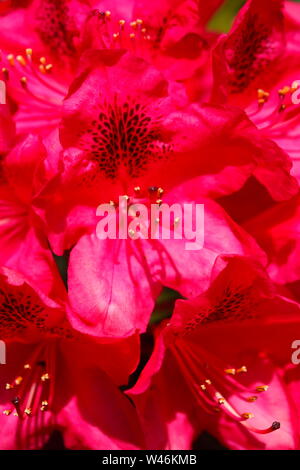Fleur rhododendron rouge, close-up, Germany, Europe Banque D'Images