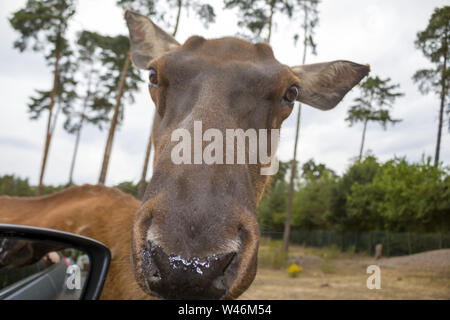 Vue de profil d'une femme waterbuck dans le parc Banque D'Images