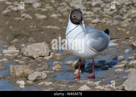 Mouette rieuse (Chroicocephalus ridibundus) la collecte de matériel de nidification sur un lac marge, Gloucestershire, Royaume-Uni, avril. Banque D'Images