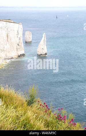 Les pinacles de Ballard sur la côte du Dorset, Angleterre, RU Banque D'Images