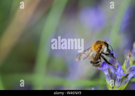 Close-up d'une abeille sur une fleur de lavande Banque D'Images