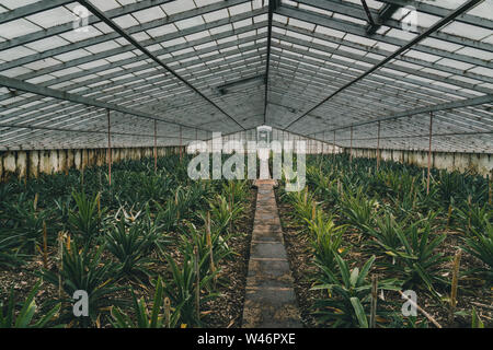 Lignes d'Ananas plante plantation, Açores, Portugal. Un ananas ananas à effet de récolte Arruda. Banque D'Images