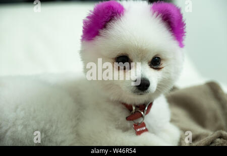Mon joli petit chien refroidissement sur le canapé Banque D'Images