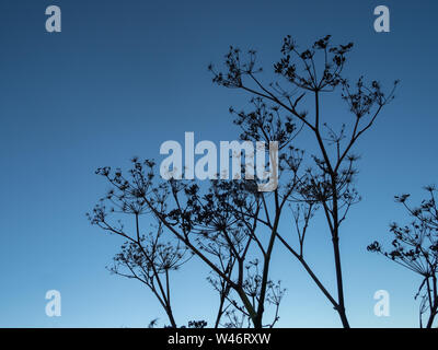 Cow parsley ou cerfeuil sauvage disparu aux semences, silhouetté contre un ciel bleu clair Banque D'Images