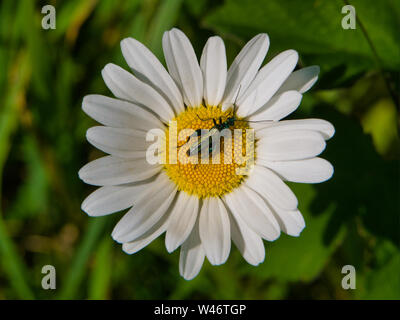 Pattes d'épaisseur sur un scarabée fleur daisy sur journée d'été au Royaume-Uni Banque D'Images