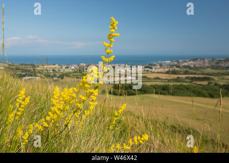 Les fleurs jaunes de Lady's Le gaillet, le Galium verum, poussant sur une colline au-dessus de la ville balnéaire de Swanage, vu dans la distance. Dorset England UK Banque D'Images