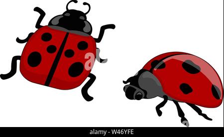 Deux coccinelles rouges , illustration, vecteur sur fond blanc. Illustration de Vecteur