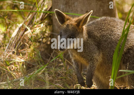 Un wallaby à se cacher dans les broussailles le long d'un sentier de randonnée en milieu rural Victoria Australie Banque D'Images