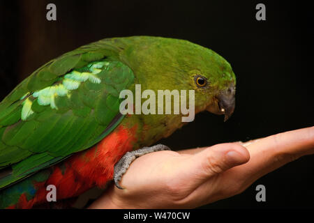 Curieux Australian King parrot (Alisterus scapularis-) est alimenté à partir de la main, vu près de Apollo Bay sur la Grat Ocean Road, Victoria - Australie. Banque D'Images