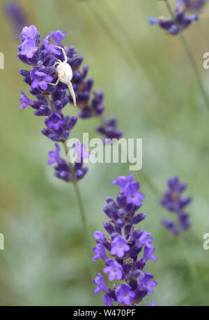 Une fleur araignée crabe mal camouflé ( Misumena vatia) attend d'embuscade sur une proie lavande (Lavandula angustifolia) fleur. Bedgebury Forêt, Hawkhu Banque D'Images