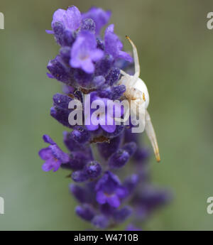 Une fleur araignée crabe mal camouflé ( Misumena vatia) attend d'embuscade sur une proie lavande (Lavandula angustifolia) fleur. Bedgebury Forêt, Hawkhu Banque D'Images