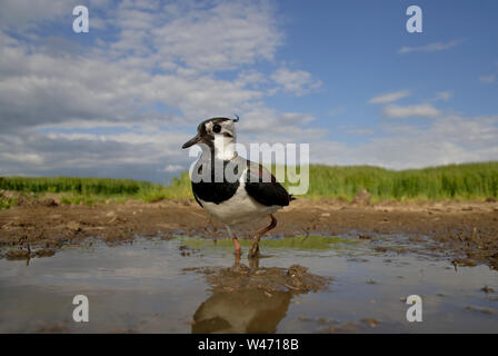 Sociable Vanellus vanellus, du nord, du niveau du sol à l'aide d'un sterable POV caméra commandée à distance. Banque D'Images