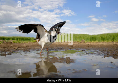 Sociable Vanellus vanellus, du nord, du niveau du sol à l'aide d'un sterable POV caméra commandée à distance. Banque D'Images