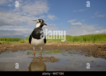 Sociable Vanellus vanellus, du nord, du niveau du sol à l'aide d'un sterable POV caméra commandée à distance. Banque D'Images