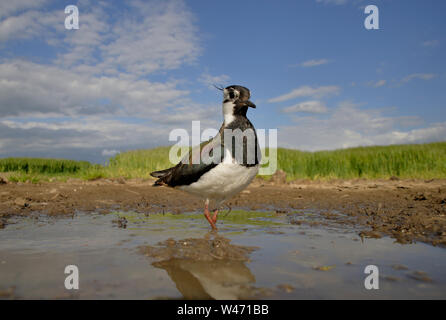 Sociable Vanellus vanellus, du nord, du niveau du sol à l'aide d'un sterable POV caméra commandée à distance. Banque D'Images