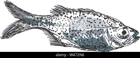 Aholehole poisson, illustration, vecteur sur fond blanc. Illustration de Vecteur