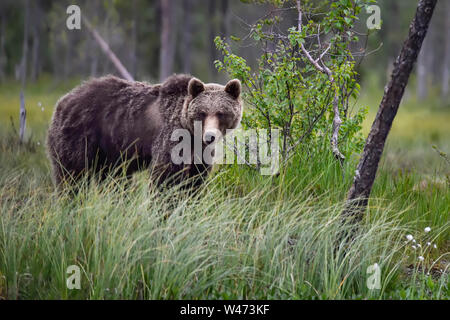 L'ours brun, la fin de nuit au visiteur le marais du lac. Banque D'Images
