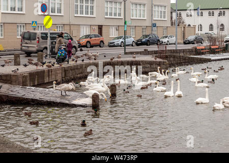 REYKJAVIK, Islande cygnes, canards, oies et autres oiseaux d'être nourris sur le lac Tjornin Banque D'Images