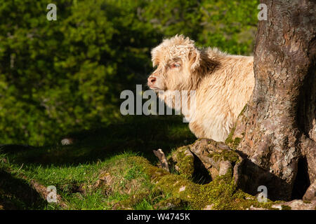 Highland cow calf, Marchin, Ecosse Banque D'Images