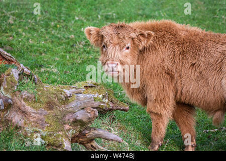 Highland cow calf, Marchin, Ecosse Banque D'Images