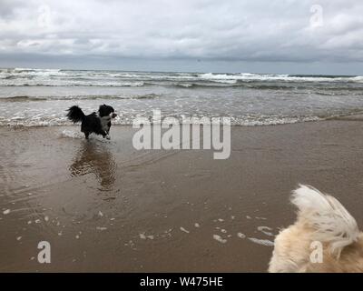 Un petit collie noir chasse la queue d'un autre chien sur la plage Banque D'Images