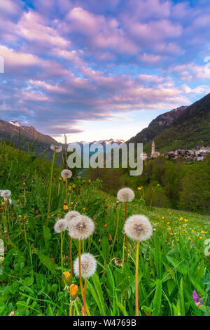 Ciel rose à l'aube sur le pissenlit et de fleurs en fleurs, Soglio, Vallée Bregaglia, canton des Grisons, Suisse Banque D'Images