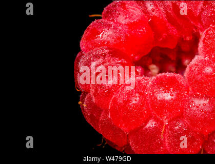 Framboises fraîches naturelles vitamines macro berry pour l'homme sur un fond sombre. L'isoler. Banque D'Images