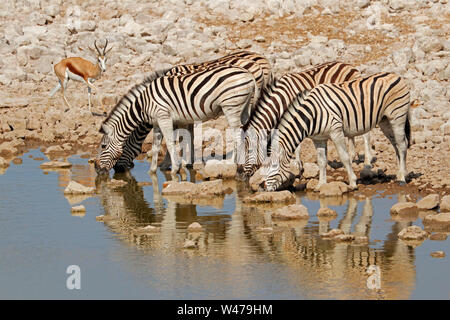 Les zèbres des plaines (Equus burchelli) eau potable, Etosha National Park, Namibie Banque D'Images