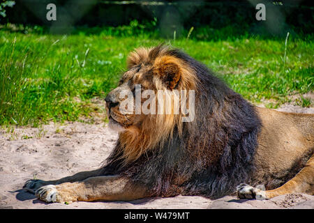 Male Asiatic lion fixant au soleil Banque D'Images