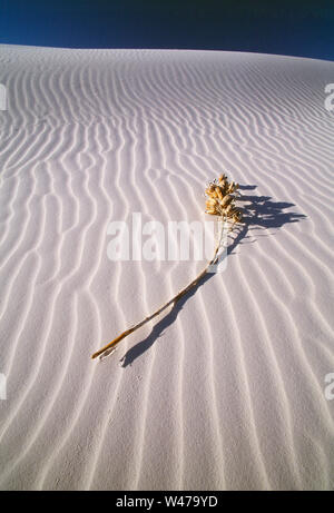 USA. Le Nouveau Mexique. White Sands National Monument. Morceau d'herbe sèche lying on sand dune. Banque D'Images