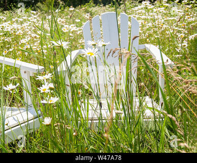 Chaise Adirondack en bois blanc, dans le champ de fleurs sauvages daisy Banque D'Images