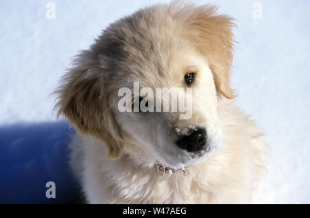 Chiot golden retriever dans la neige Banque D'Images