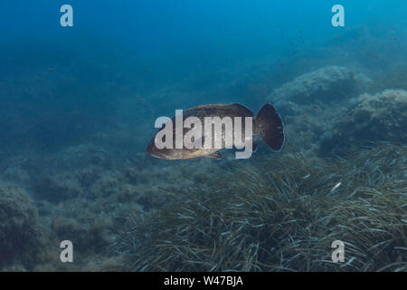Mérou sombre-Mérou brun (Epinephelus marginatus) de la mer méditerranée. Banque D'Images