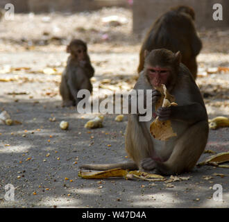 Les singes rhesus vengeance indienne sacrée et l'utilisation de l'état d'alimentation dans les sanctuaires, en fait - parasitent des Banque D'Images