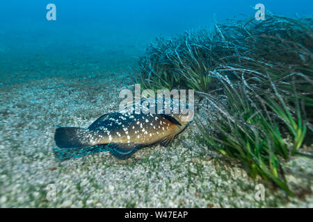 Grouper-Mérou sombre brun (Epinephelus marginatus) de la mer Méditerranée. Banque D'Images
