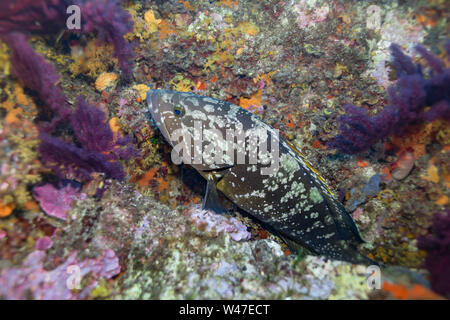 Grouper-Mérou sombre brun (Epinephelus marginatus) de la mer Méditerranée. Banque D'Images