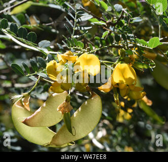 Pois jaune-comme des fleurs et gousses immatures, vessies de senna (vessie, Colutea arborescens Colutea brevialata). Bedgebury Forêt, Kent, UK. Banque D'Images