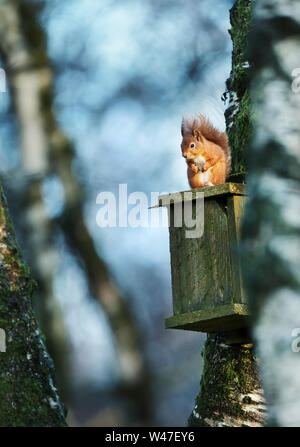 L'écureuil roux (Sciurus vulgaris) perché sur un oiseau en bois boîte du nid dans un arbre, au Royaume-Uni. Banque D'Images