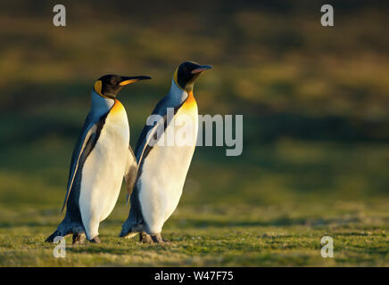 Close up de deux manchots royaux (Aptenodytes patagonicus) marcher sur l'herbe, îles Falkland. Banque D'Images